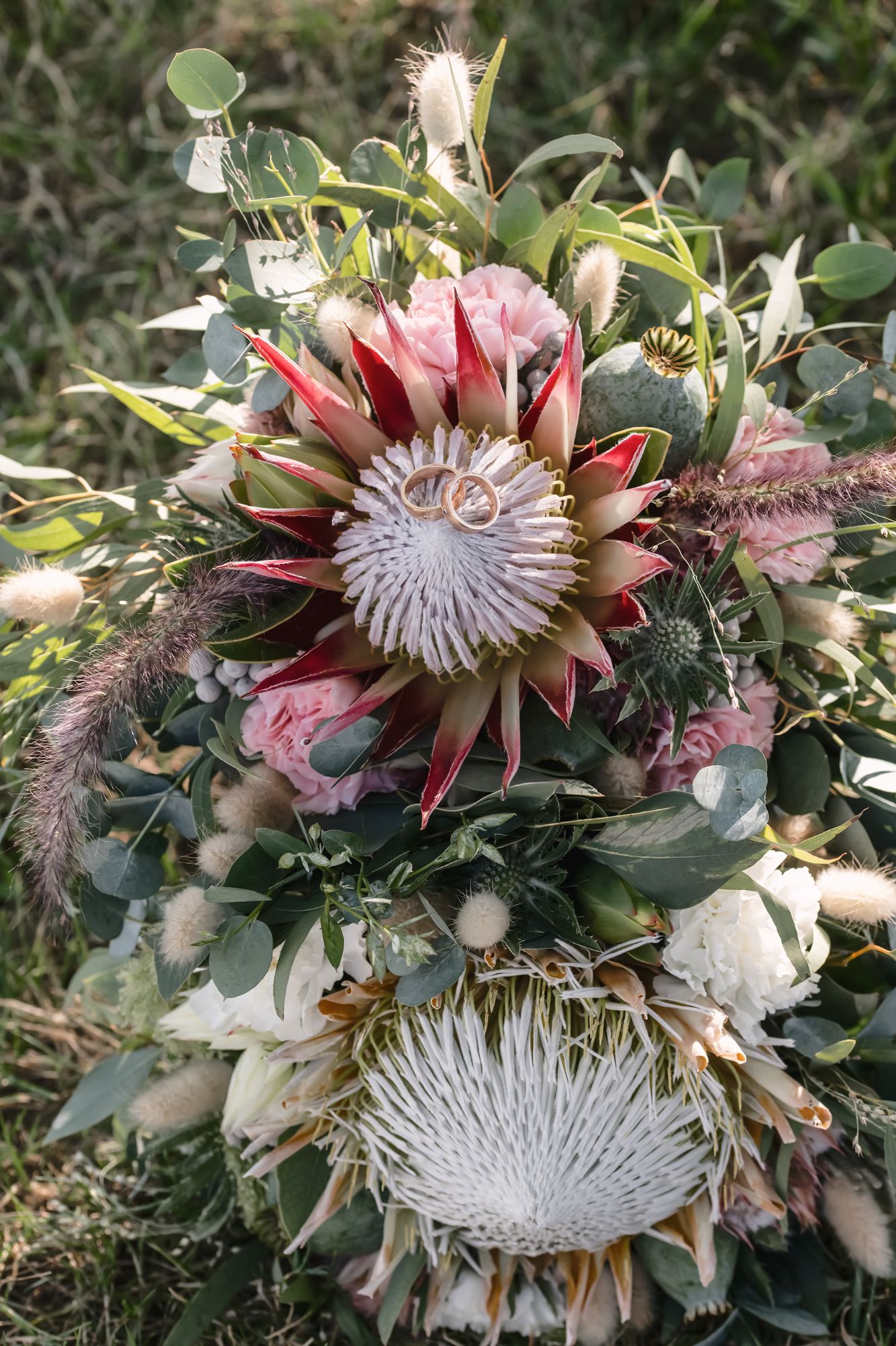 Eheringe auf einer Protea-Blüte